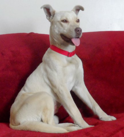Perla Blanca - ADOPTED 01.04.15