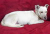 Perla Blanca - ADOPTED 01.04.15