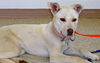 Perla Blanca - ADOPTED 01.04.15