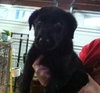 Bl Litter Batman - ADOPTED 04.26.14