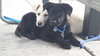 Bl Litter Batman - ADOPTED 04.26.14