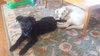 Bl Litter Batman - ADOPTED 04.26.14