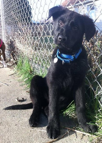 Bl Litter Batman - ADOPTED 04.26.14