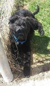 Bl Litter Batman - ADOPTED 04.26.14