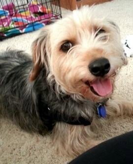 Mindy - ADOPTED 04.27.14