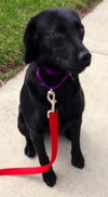 Mylee - ADOPTED 05.03.14