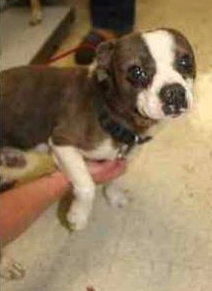 Slash-ADOPTED-8.18.14
