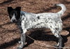 Scout - ADOPTED 06.20.14