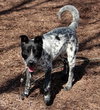 Scout - ADOPTED 06.20.14
