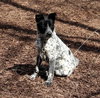 Scout - ADOPTED 06.20.14