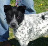 Scout - ADOPTED 06.20.14