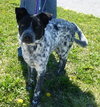 Scout - ADOPTED 06.20.14