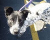 Scout - ADOPTED 06.20.14