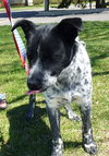 Scout - ADOPTED 06.20.14