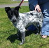 Scout - ADOPTED 06.20.14