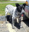 Scout - ADOPTED 06.20.14