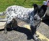 Scout - ADOPTED 06.20.14