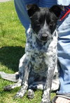 Scout - ADOPTED 06.20.14