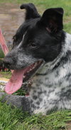 Scout - ADOPTED 06.20.14