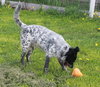 Scout - ADOPTED 06.20.14