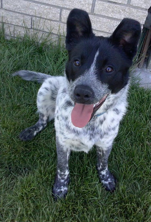 Scout - ADOPTED 06.20.14