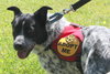 Scout - ADOPTED 06.20.14