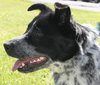 Scout - ADOPTED 06.20.14