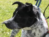 Scout - ADOPTED 06.20.14