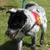 Scout - ADOPTED 06.20.14