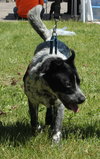 Scout - ADOPTED 06.20.14