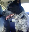 Scout - ADOPTED 06.20.14