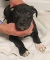 Dl Litter Vance - ADOPTED 09.09.14