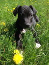 Dl Litter Vance - ADOPTED 09.09.14