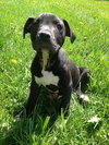Dl Litter Vance - ADOPTED 09.09.14