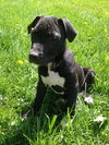 Dl Litter Vance - ADOPTED 09.09.14