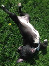 Dl Litter Vance - ADOPTED 09.09.14