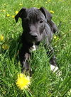 Dl Litter Vance - ADOPTED 09.09.14