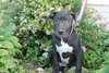 Dl Litter Vance - ADOPTED 09.09.14