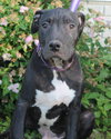 Dl Litter Vance - ADOPTED 09.09.14