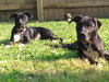 Dl Litter Vance - ADOPTED 09.09.14
