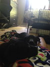 Dl Litter Vance - ADOPTED 09.09.14