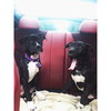 Dl Litter Vance - ADOPTED 09.09.14