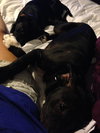 Dl Litter Vance - ADOPTED 09.09.14