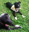 Dl Litter Vance - ADOPTED 09.09.14