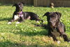 Dl Litter Vance - ADOPTED 09.09.14