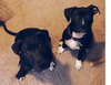 Dl Litter Vance - ADOPTED 09.09.14