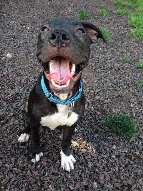 Dl Litter Vance - ADOPTED 09.09.14
