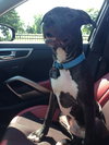 Dl Litter Vance - ADOPTED 09.09.14