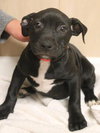 Dl Litter Paxton - ADOPTED 07.01.14