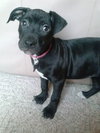 Dl Litter Paxton - ADOPTED 07.01.14